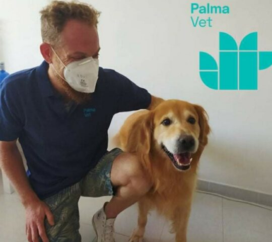 PALMA VET®️ Servicios Veterinarios A Domicilio