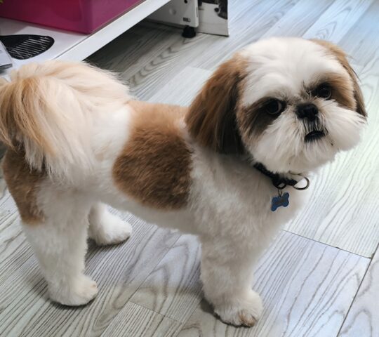 PELUQUEARTE peluquería canina y alimentación PELUQUEARTE peluquería canina y alimentación