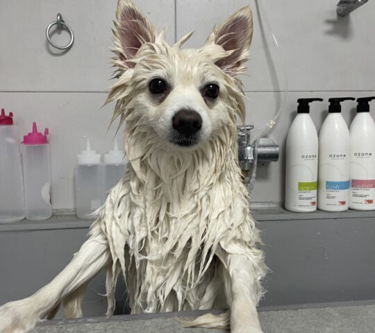 PELUQUERÍA CANINA Y FELINA LILIPUTS