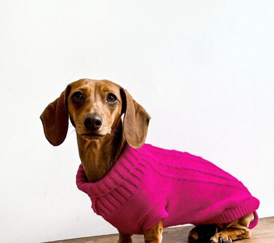 PET&Me Peluqueria canina PET&Me Peluqueria canina