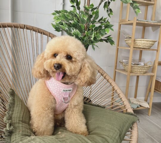 Palma Paws Palma Paws