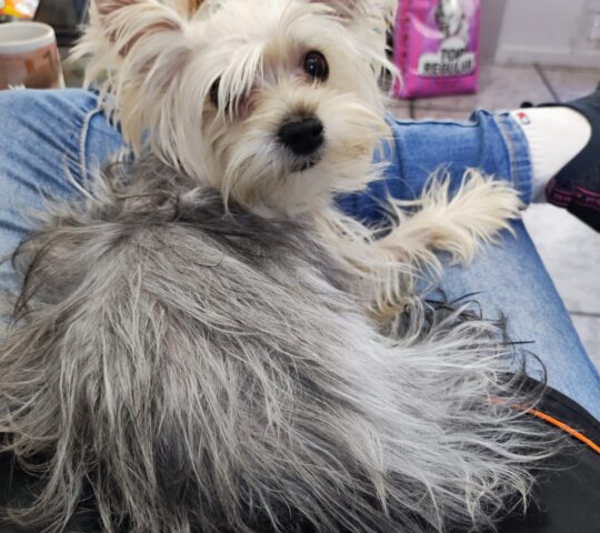 Pelitos Peluquería Canina y Felina Pelitos Peluquería Canina y Felina