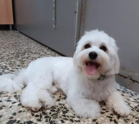 Pelsdegos. Perruqueria canina