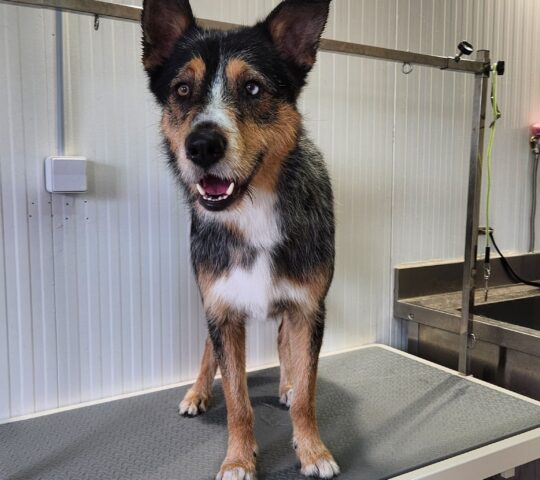 Peludog By Selene Jimenéz Peluquería y Estética Canina Marbella Peludog By Selene Jimenéz Peluquería y Estética Canina Marbella