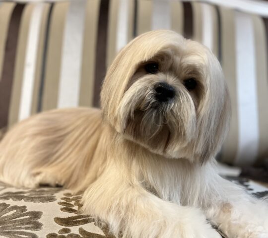 Peluquería Canina Almaz, Dog Beauty salon, Dog Grooming salon