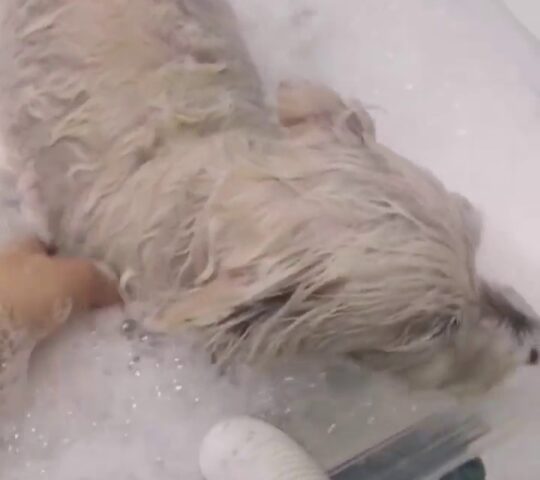 Peluquería Canina Cachito Guau