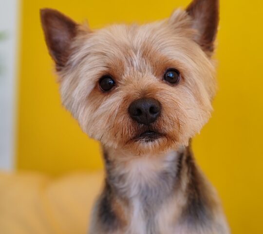 Peluquería Canina Can de Chira Peluquería Canina Can de Chira