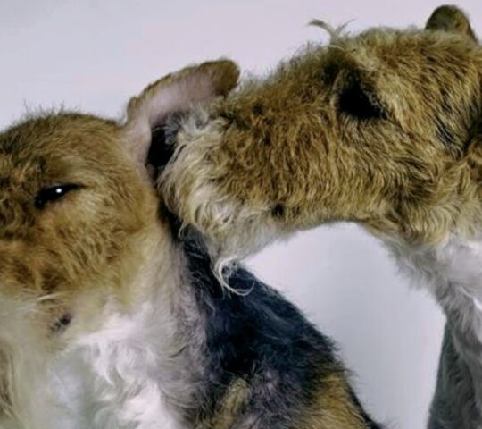 Peluqueria Canina Cora