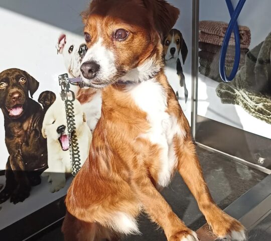 I Love Dog Wash | Castellon