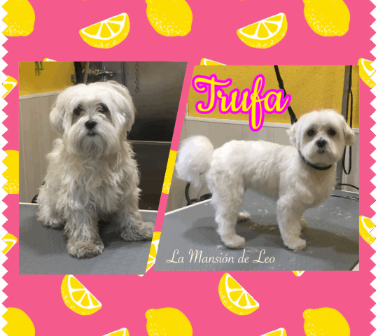 Peluquería Canina La Mansión de Leo