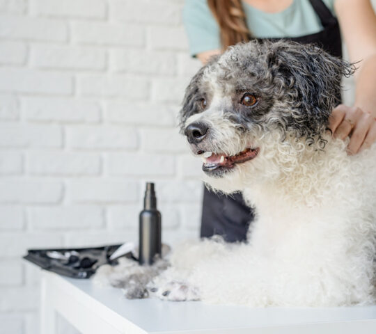 Peluquería Canina Rizzo’s Can Peluquería Canina Rizzo’s Can