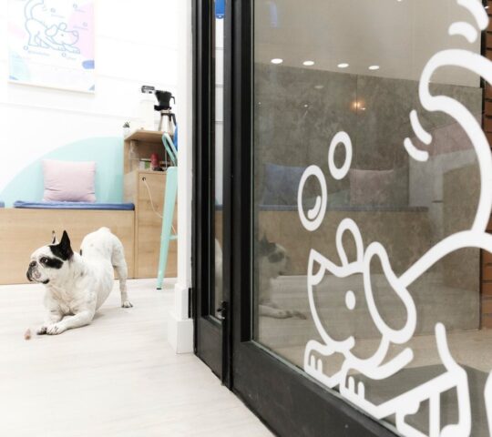 Peluquería canina Bud’s Bath-Zaragoza