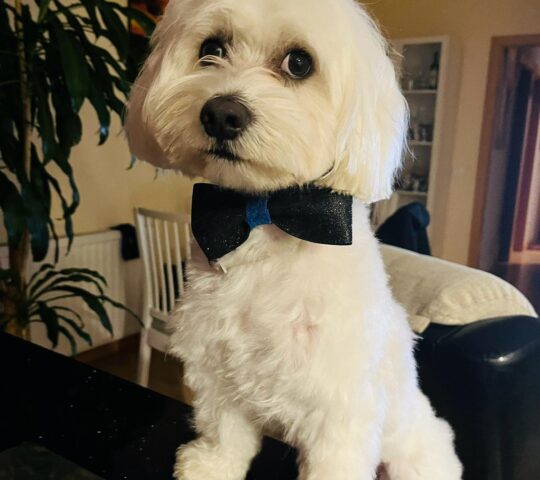 Peluquería canina Golden grooming Peluquería canina Golden grooming