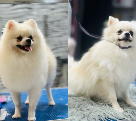 Peluquería canina Littlest Pet Shop