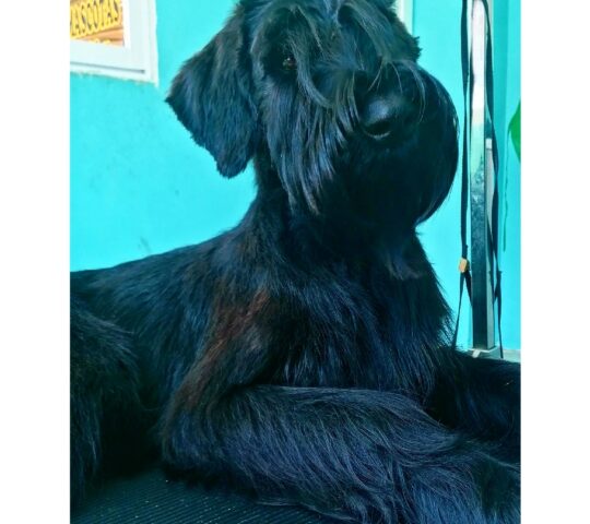 Peluqueria canina bulldog Peluqueria canina bulldog