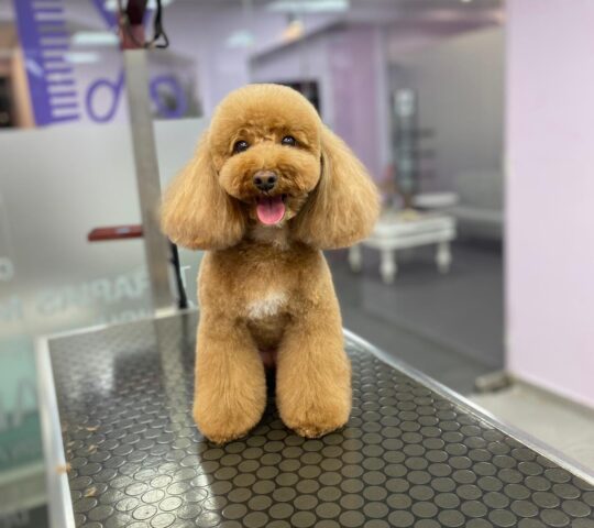 Perruqueria Canina i Spa CanCan