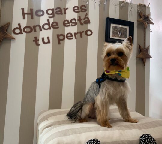 Perruras – Peluquería Canina – Tienda de Mascotas