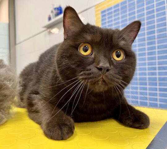 Pet Grooming & Shopping