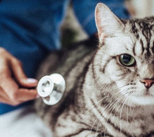 Policlínica Veterinaria Avenida del Puerto Policlínica Veterinaria Avenida del Puerto