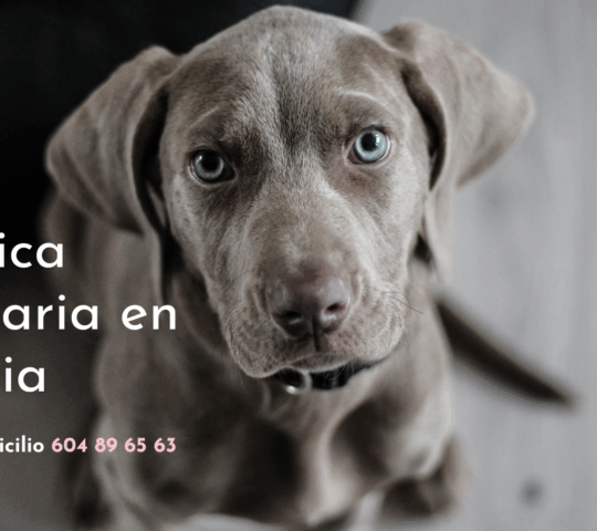 Premium Vet Patraix Premium Vet Patraix