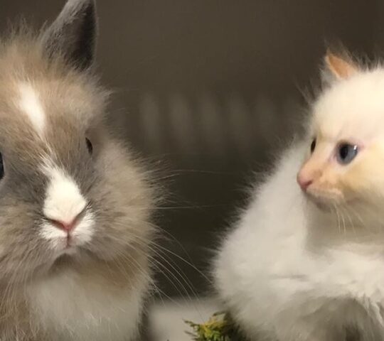 Quetzal Clínica Veterinaria