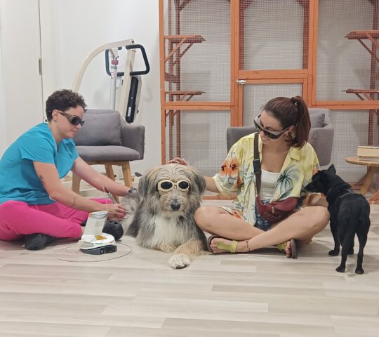 RAA – Rehabilitación y Acupuntura Animal