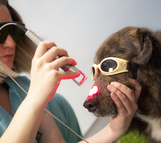 RESET Rehabilitación Veterinaria RESET Rehabilitación Veterinaria