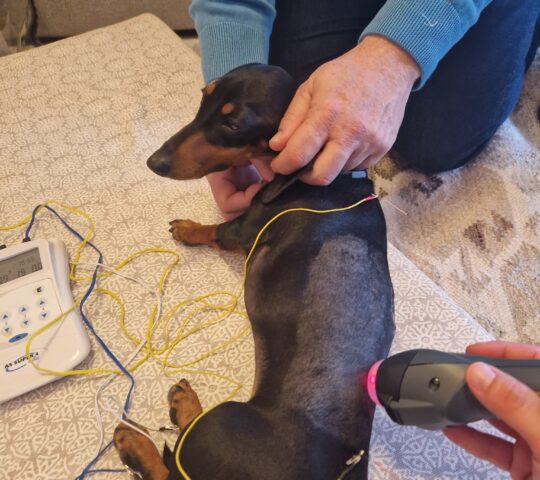 Rehabilitación Veterinaria Dinámica Animal