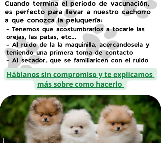 Residencia Canina Malaga Unican