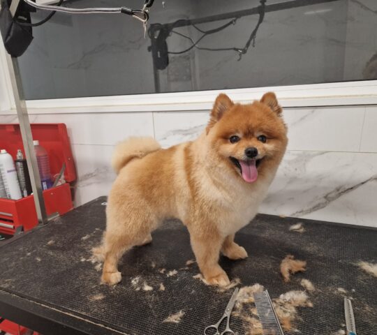 Salón de Belleza Mimos – Peluquería canina y Consulta Veterinaria