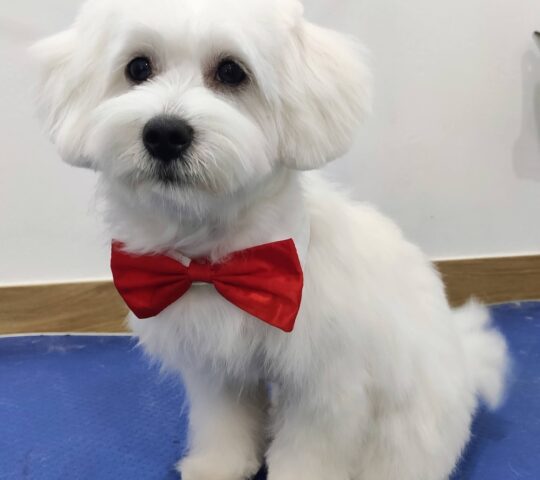 Sants Animals Sants Animals