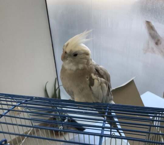 Selvätica — Clínica Veterinaria de animales exóticos Selvätica — Clínica Veterinaria de animales exóticos