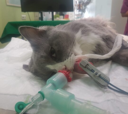 Sevilla Veterinary Clinic Sevilla Veterinary Clinic