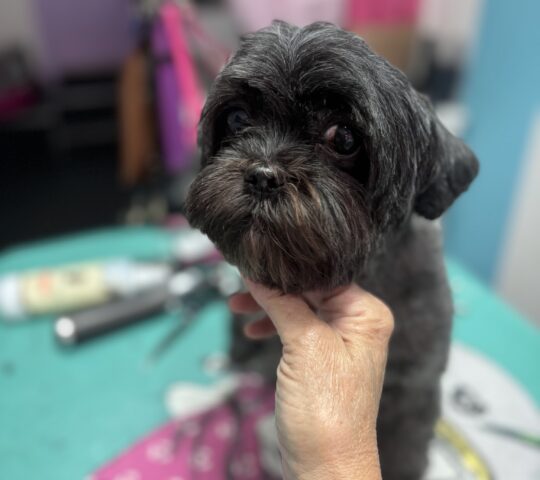 Simplemente Guapo – Peluquería Canina