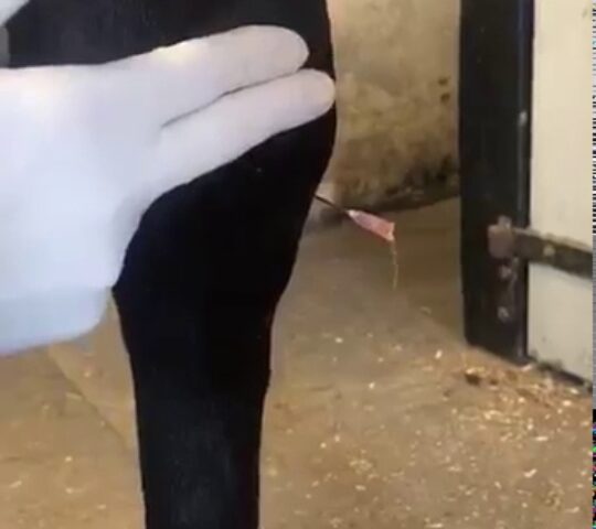 Sport Horse Vet in Belgium