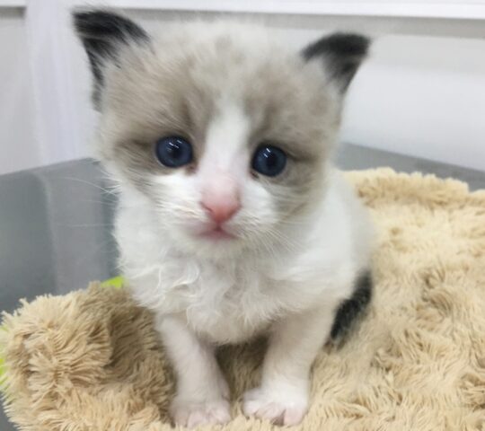 TUS VETERINARIOS MARY PAZ Y OSCAR