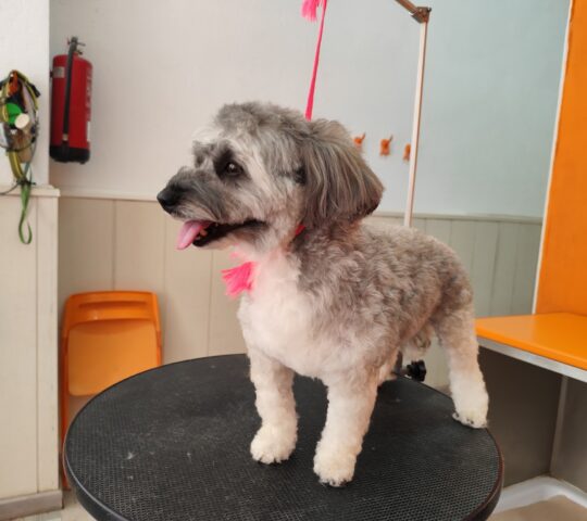 Taba peluqueria canina Taba peluqueria canina