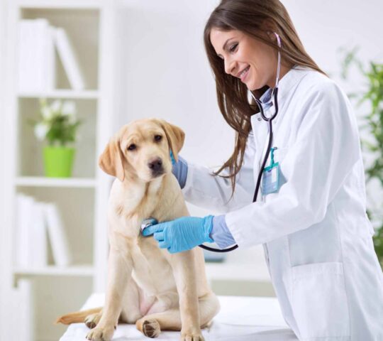 Tail Waggers Veterinary