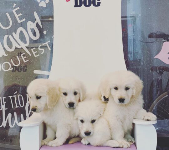 The Barber Dog The Barber Dog