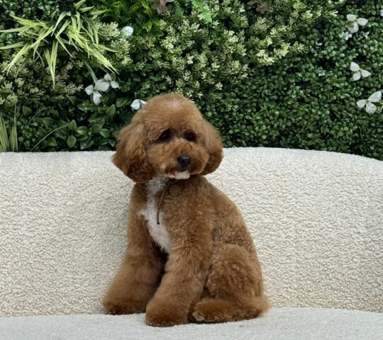 The Black Poodle Grooming & Care