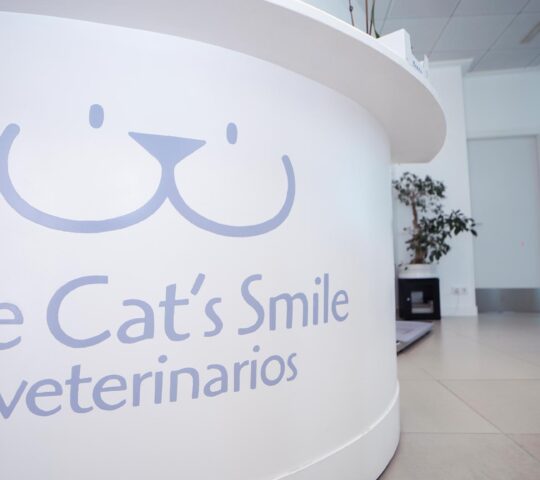 The Cat’s Smile veterinary The Cat’s Smile veterinary