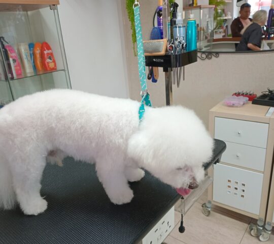 The Dog Groomer