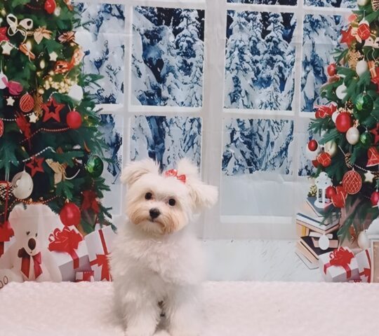 Titina’s chop chop