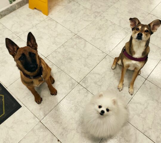 Tu Estilo Peluquería Canina & Felina