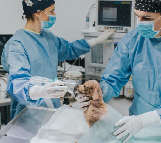 Urgencias 24H. Veterinaria Gros. Clínica el jardín.