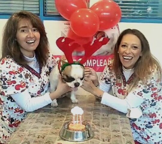 VETERINARY CLINIC Portacoeli