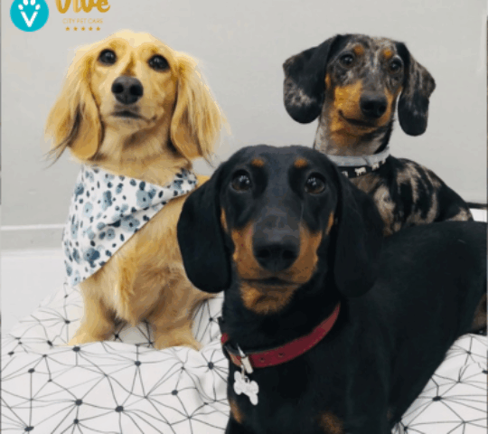 VIVE – City Pet Care (Chamberí) VIVE – City Pet Care (Chamberí)