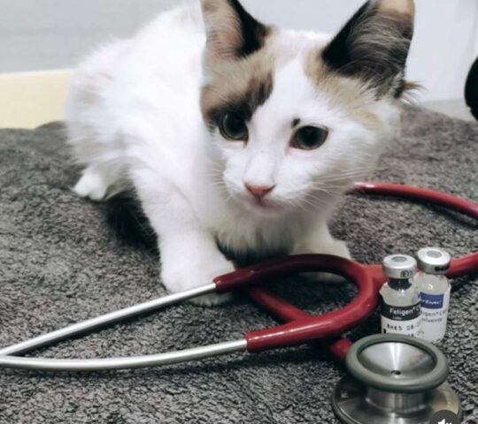 Valls Veterinary Clinic