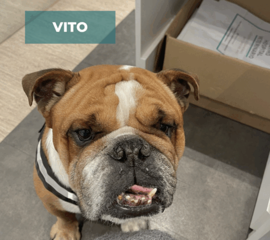 Vet Nutrition Center Madrid Vet Nutrition Center Madrid