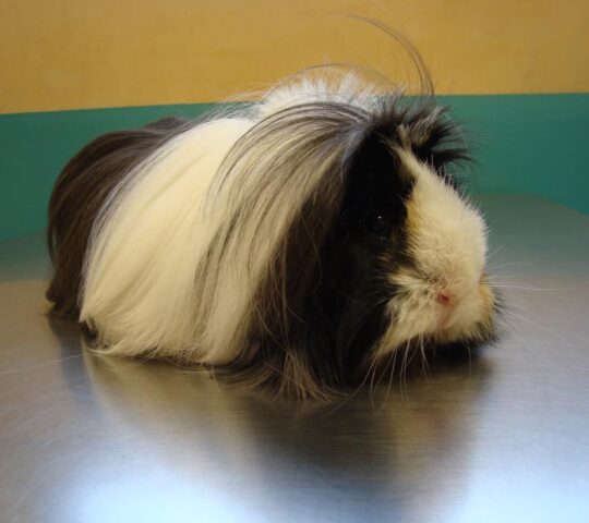 Veterinaria Salburua – Wecan Salburua Veterinaria Salburua – Wecan Salburua